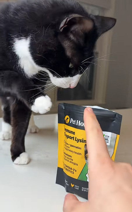 pet honest cats